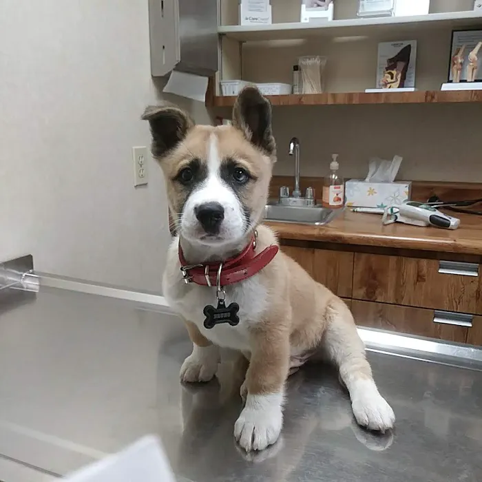 Doc Mo's Kindred Spirits Animal Hospital Picture 3