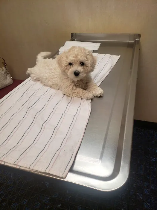 Doc Mo's Kindred Spirits Animal Hospital Picture 5
