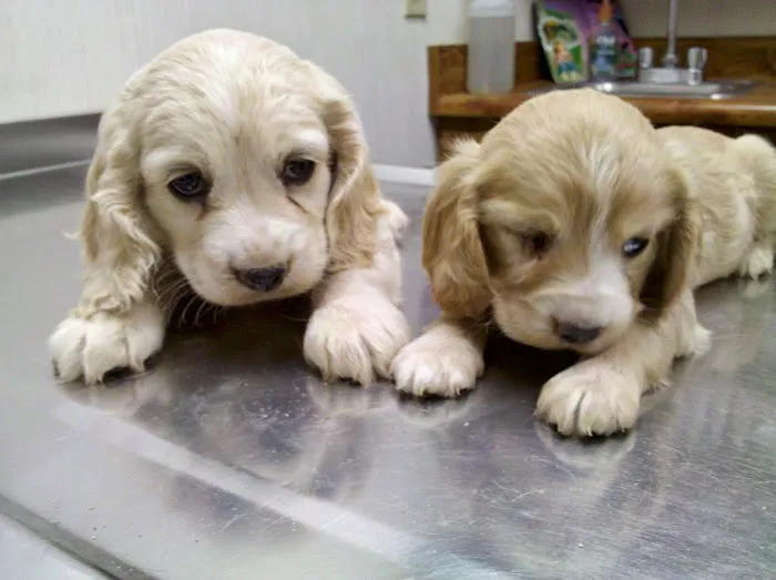 Doc Mo's Kindred Spirits Animal Hospital Picture 8