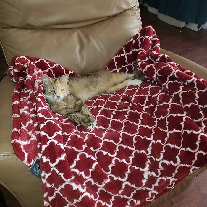 Doc Mo's Kindred Spirits Animal Hospital Picture 7