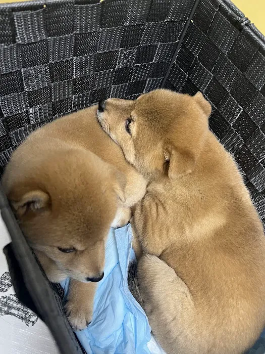 Sahara Animal Hospital Picture 4