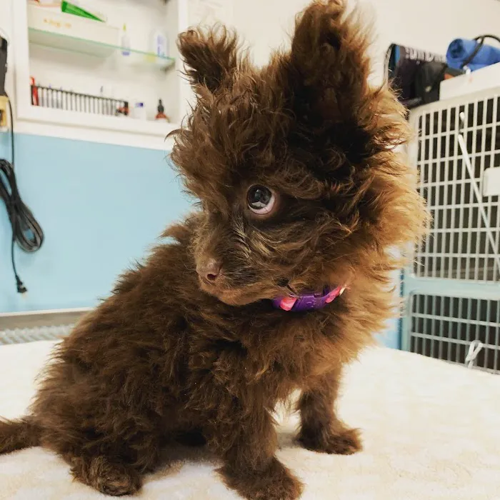 Sahara Animal Hospital Picture 2