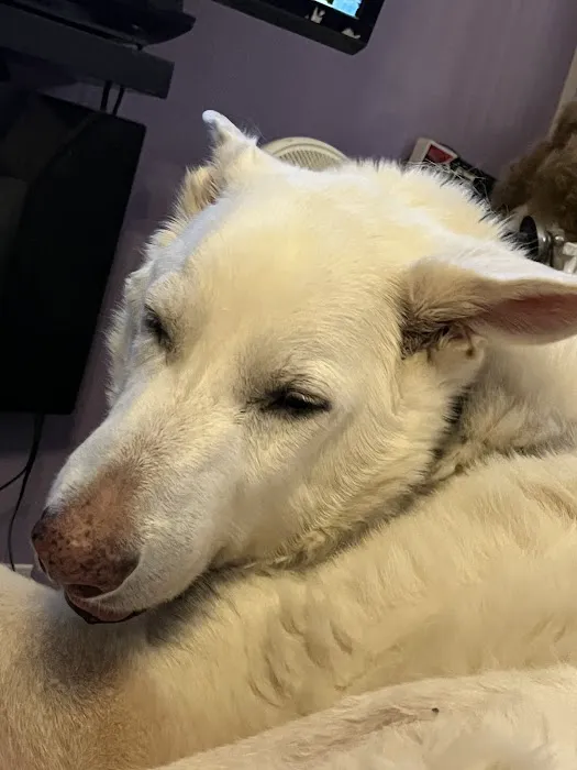 Sahara Animal Hospital Picture 8
