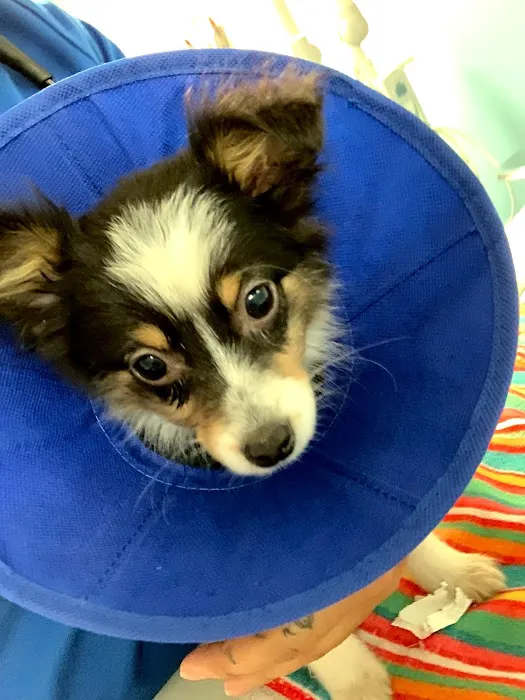 Sahara Animal Hospital Picture 7