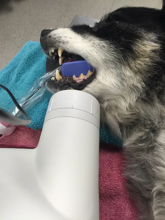Sahara Animal Hospital Picture 10