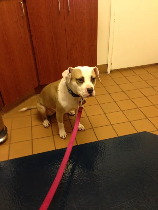 VCA Decatur Animal Hospital Picture 9