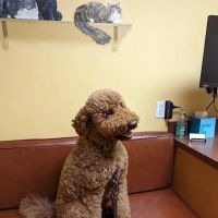 Hyde Park Veterinary Clinic ico