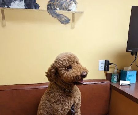 Hyde Park Veterinary Clinic