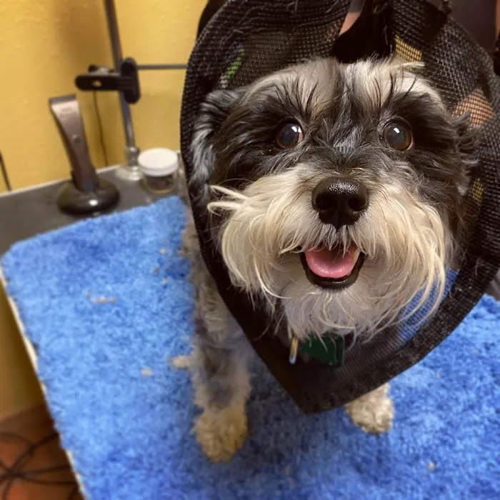 Hyde Park Veterinary Clinic Picture 3