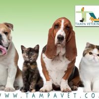 Tampa Veterinary Hospital ico