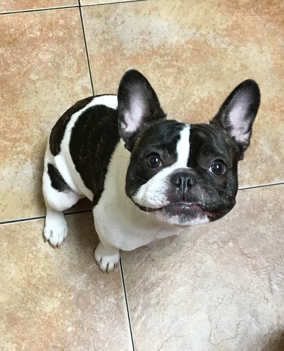 Tampa Veterinary Hospital Picture 5