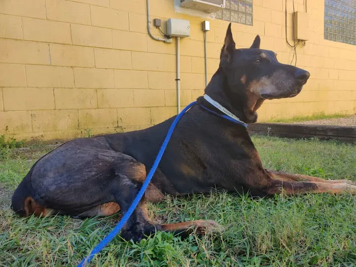 Tampa Veterinary Hospital Picture 7