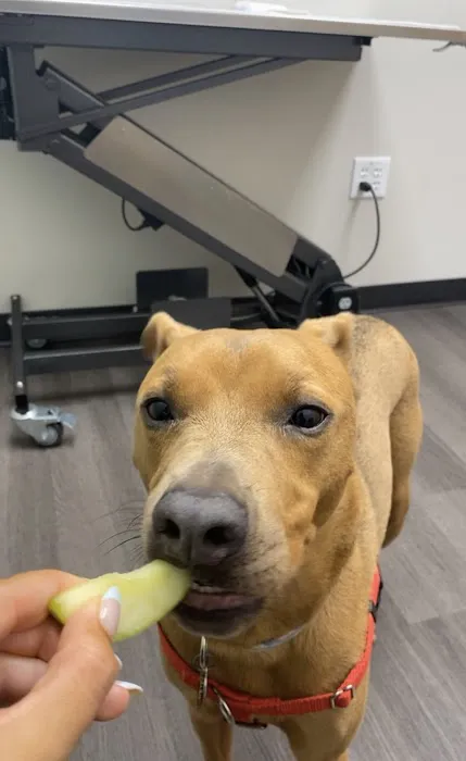 Tampa Veterinary Hospital Picture 6