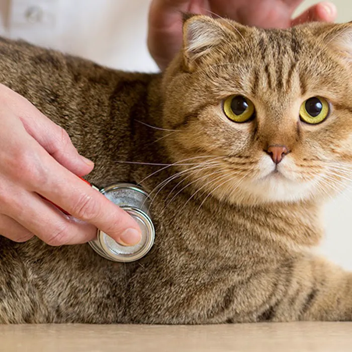 Tampa Veterinary Hospital Picture 9
