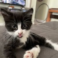 Davis Island Animal Clinic ico