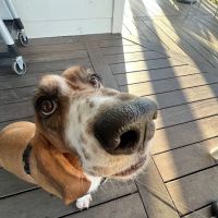 The Heights Veterinary Clinic ico