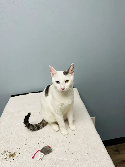 The Heights Veterinary Clinic Picture 4