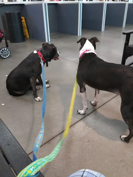 Animal Health Center at the Humane Society of Tampa Bay Picture 5