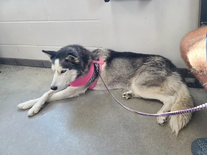 Animal Health Center at the Humane Society of Tampa Bay Picture 10