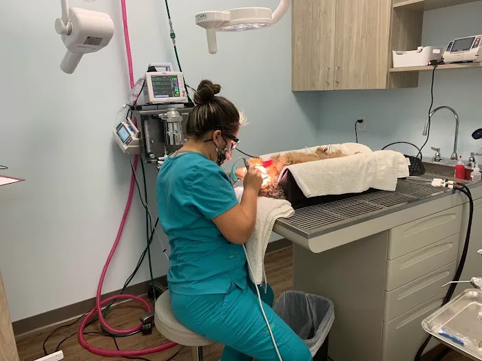 Coastal Animal Clinic - Tampa Picture 6