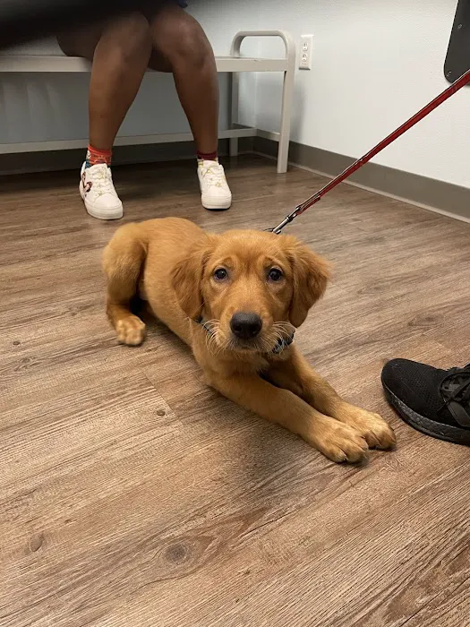 Coastal Animal Clinic - Tampa Picture 5