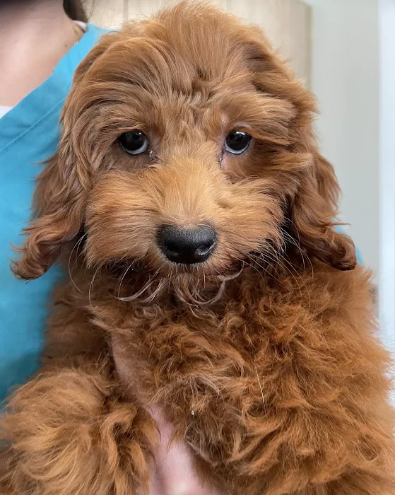 Coastal Animal Clinic - Tampa Picture 4