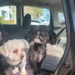 Banfield Pet Hospital