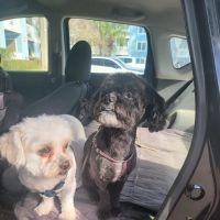Banfield Pet Hospital ico