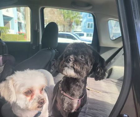 Banfield Pet Hospital