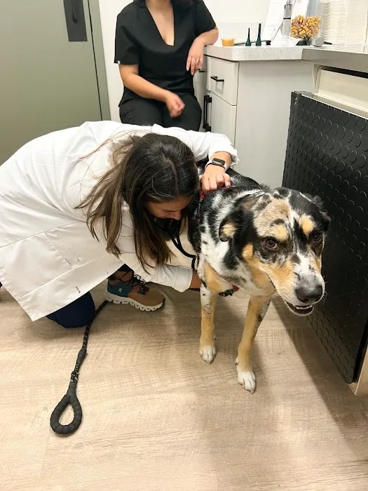 GoodVets South Tampa Picture 6