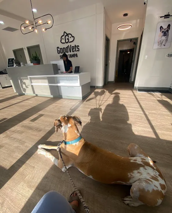 GoodVets South Tampa Picture 8