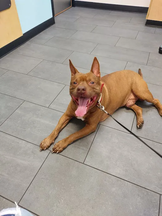 Banfield Pet Hospital Picture 1