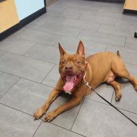 Banfield Pet Hospital ico