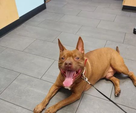 Banfield Pet Hospital
