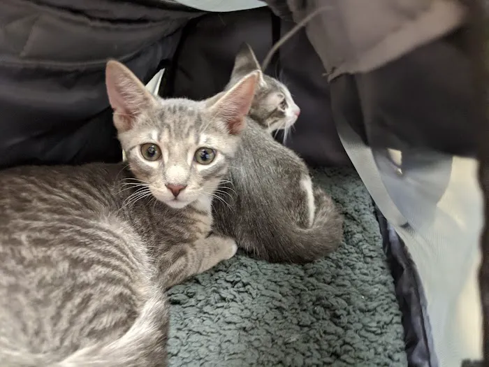 Avalon Animal Hospital Picture 2