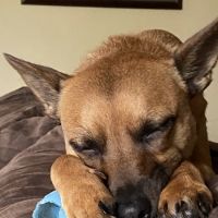 Avalon Animal Hospital ico