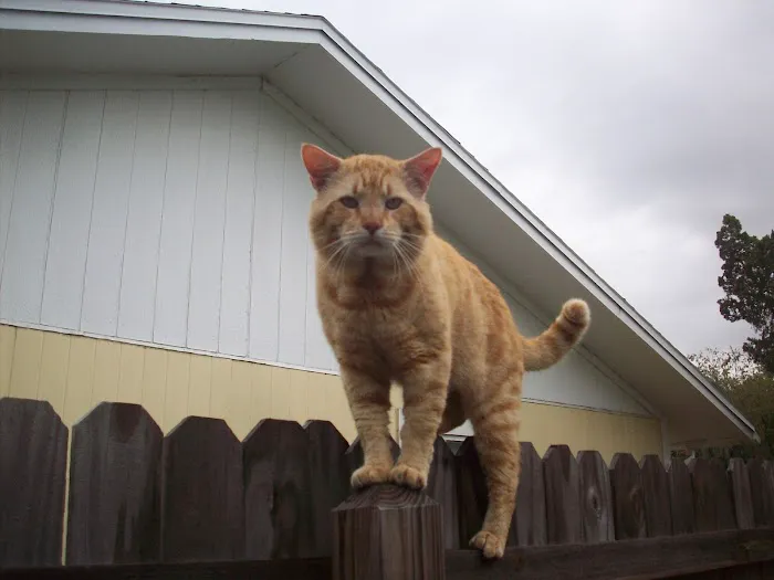 Avalon Animal Hospital Picture 5