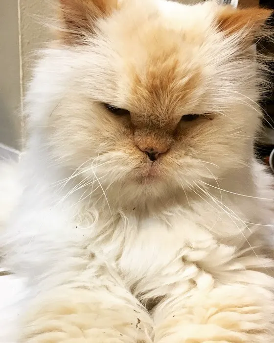 Avalon Animal Hospital Picture 9
