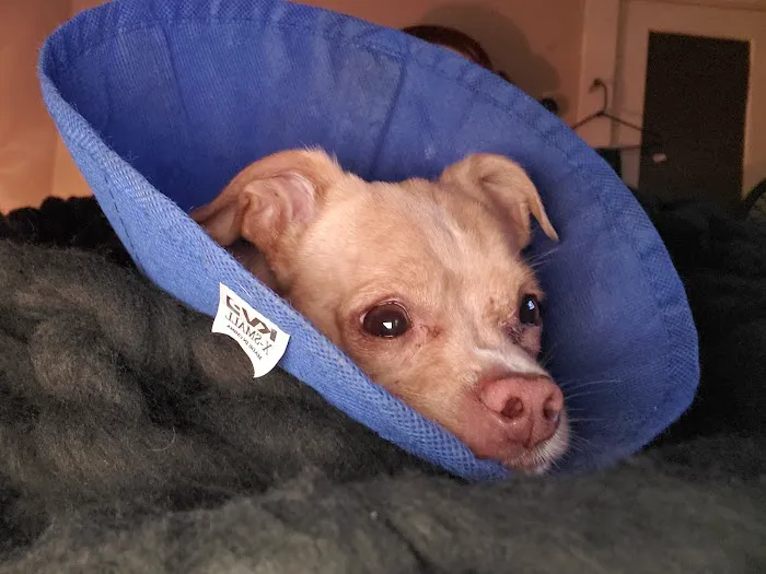 Avalon Animal Hospital Picture 10