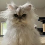 HelloVet - Pet Care at Home