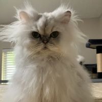 HelloVet - Pet Care at Home ico