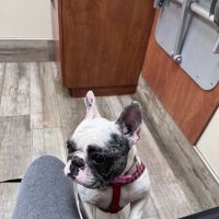 San Marco Animal Hospital ico