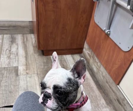 San Marco Animal Hospital