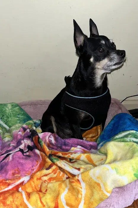 San Marco Animal Hospital Picture 9