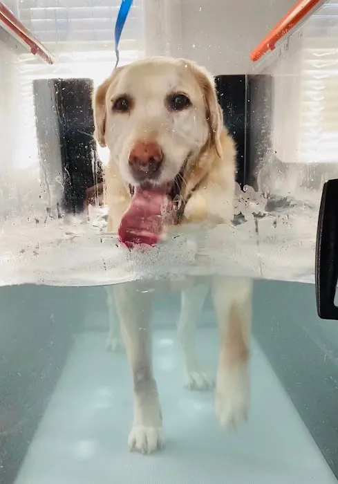 Pawsitive Healing Mobility Center Picture 2