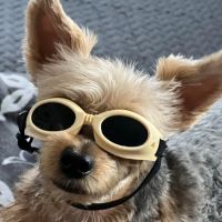 Pawsitive Healing Mobility Center ico