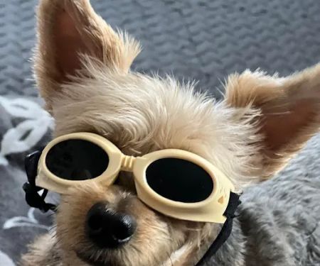 Pawsitive Healing Mobility Center