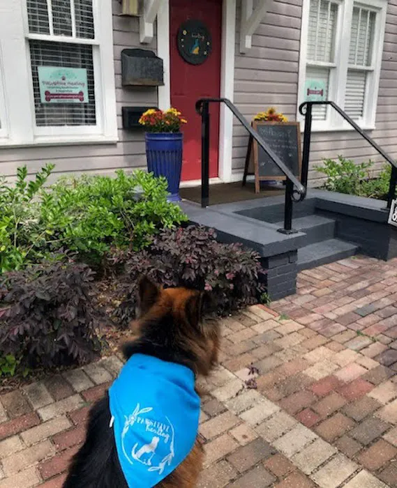 Pawsitive Healing Mobility Center Picture 8