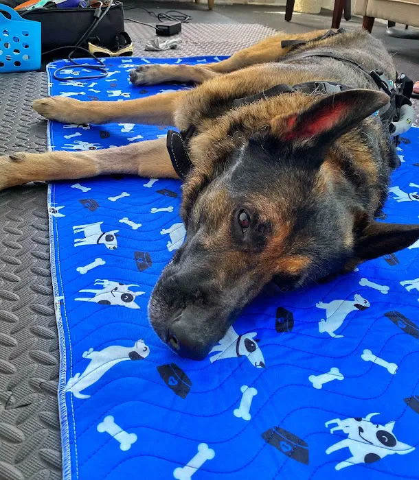 Pawsitive Healing Mobility Center Picture 9