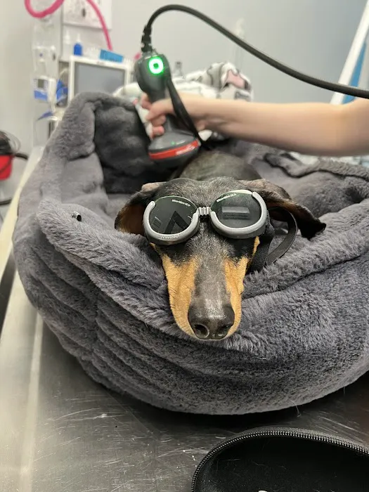 Forever Vets Animal Hospital - Riverside Picture 1